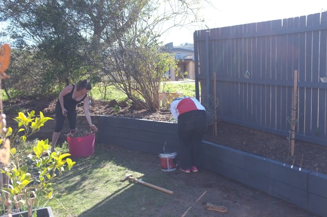 Getting a bit of extra help from our friends. LW managed the entire retaining wall by herself. Hungover. 